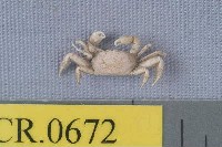 藏品(拉氏巴豆蟹)的圖片